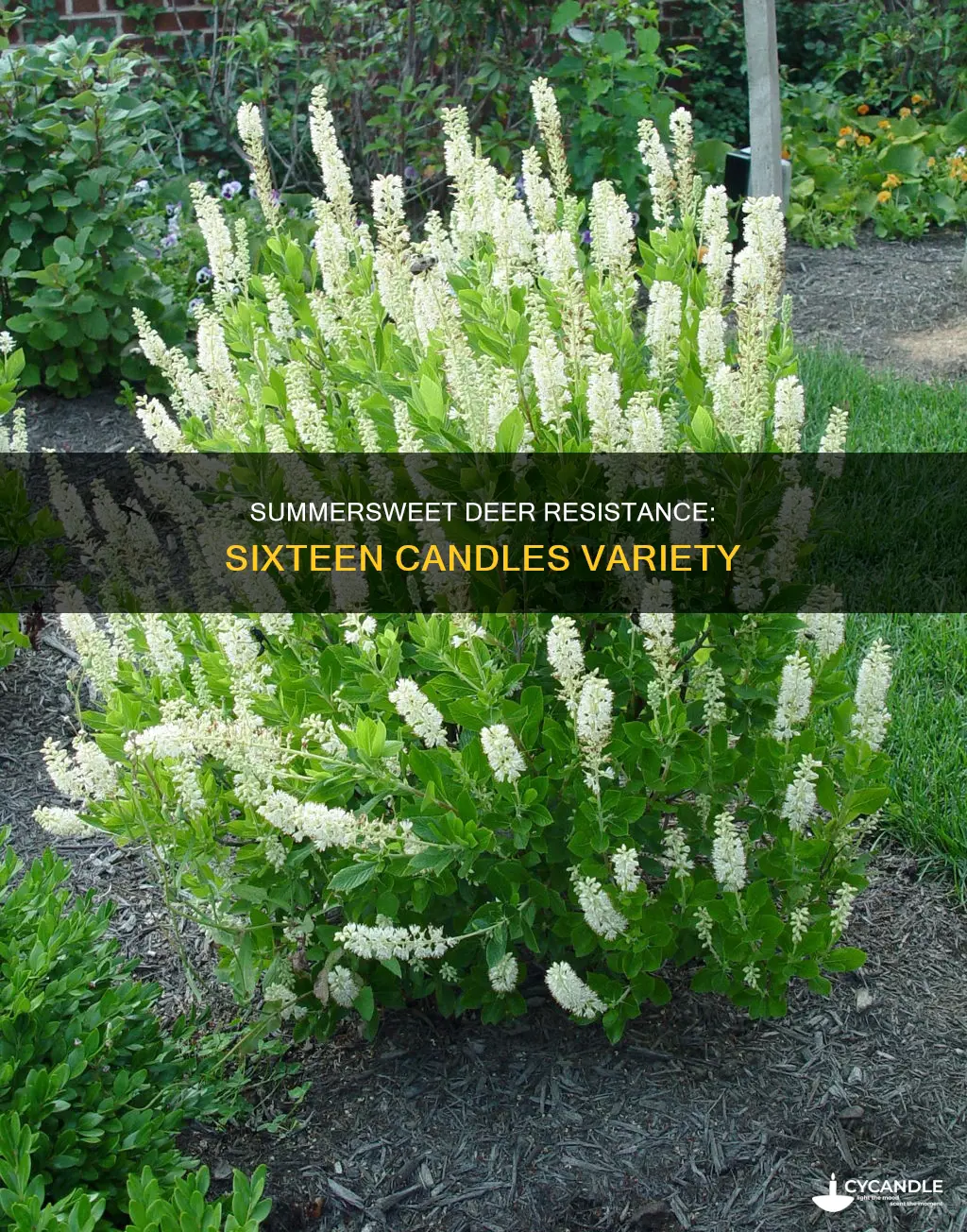 is sixteen candles summersweet deer resistant