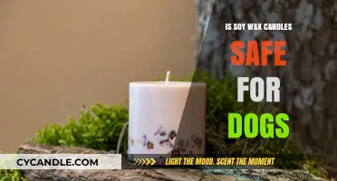 Are Soy Wax Candles Safe for Dogs? A Pet Owner's Guide