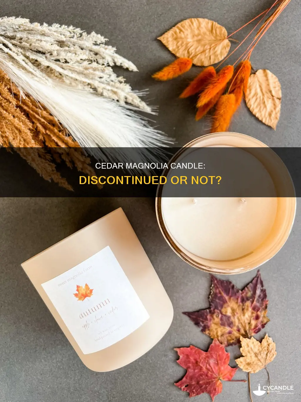 is the cedar magnolia candle discontinued