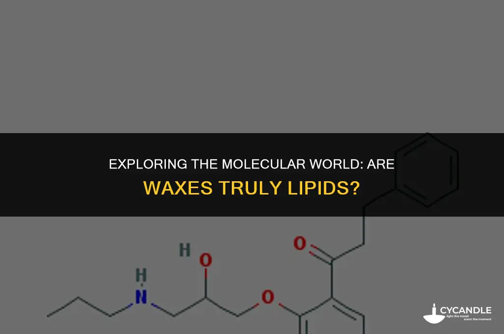 is waxes a lipid
