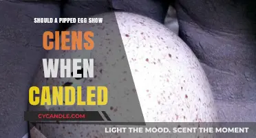 Candling Pipped Eggs: What to Expect