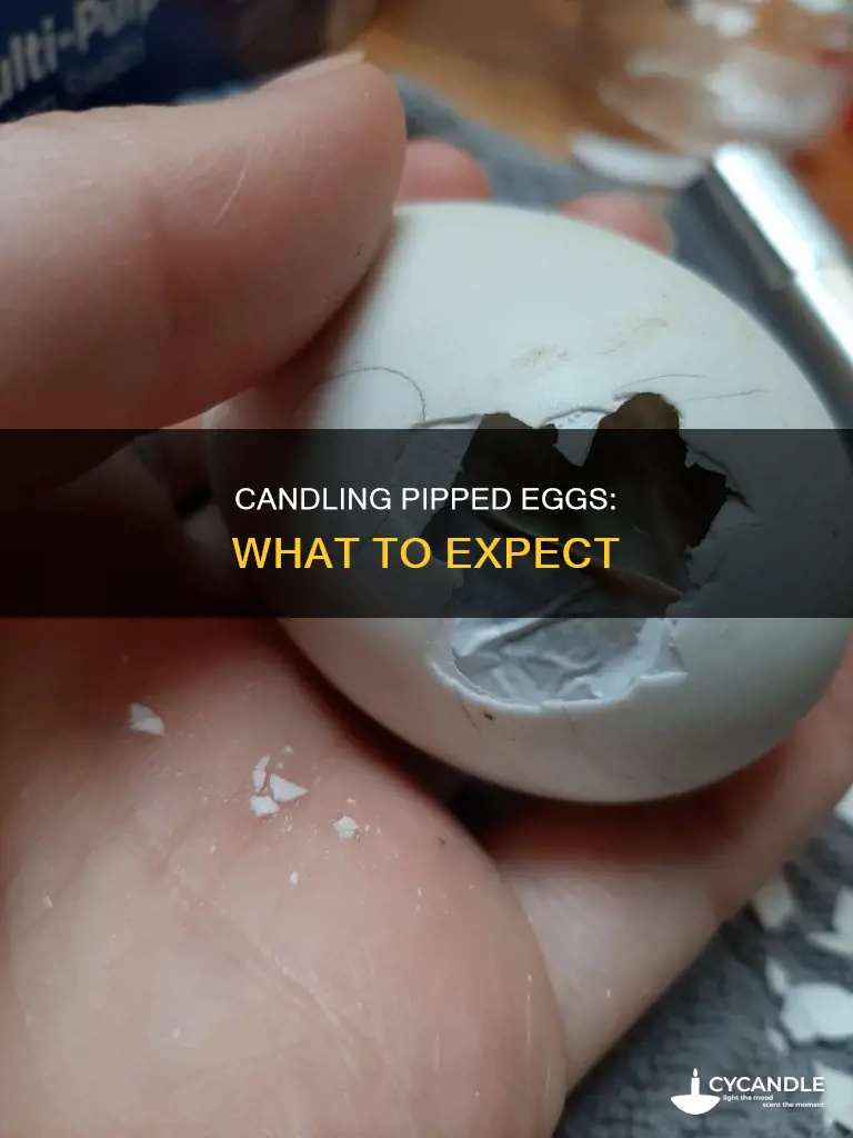 should a pipped egg show ciens when candled