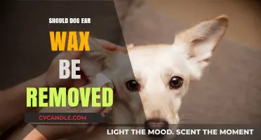 Should You Remove Dog Ear Wax? Expert Advice for Pet Owners