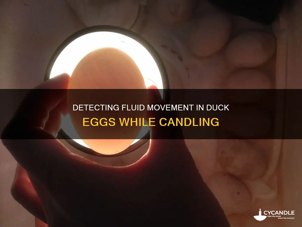 should fluid move in duck egg when candled