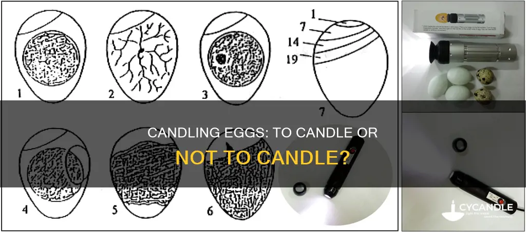 should i candle eggs under a broody hen