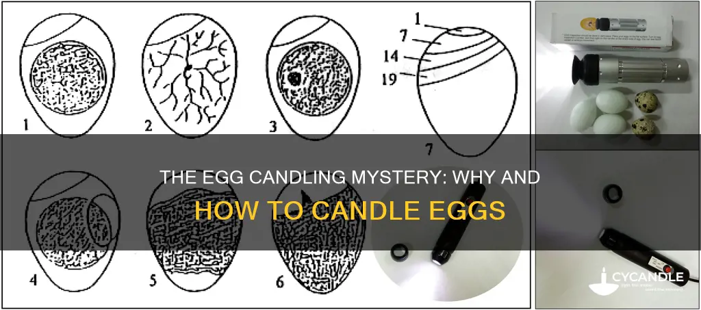 should i candle my eggs