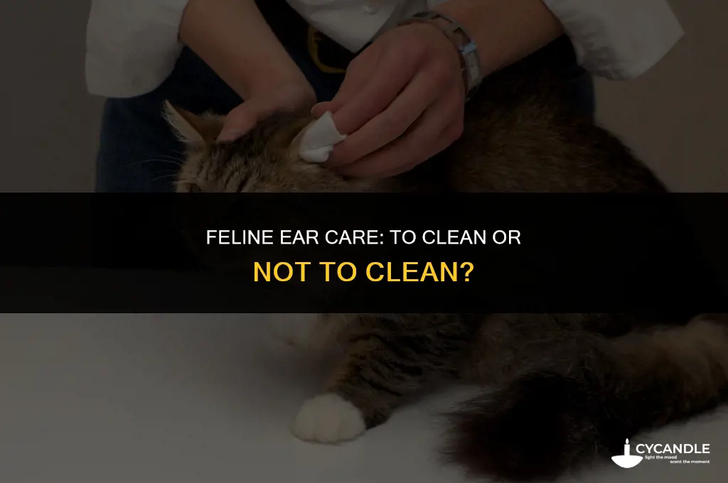 should i clean my cats ear wax