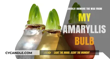Should You Remove Wax from Amaryllis Bulbs? Expert Tips and Advice