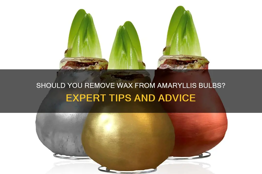 should i remove the wax from my amaryllis bulb