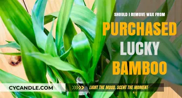 Should You Remove Wax from Purchased Lucky Bamboo? Pros and Cons