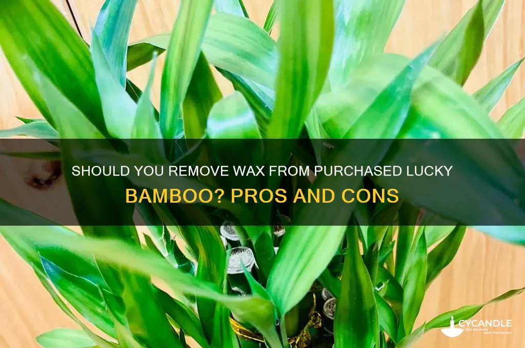 should i remove wax from purchased lucky bamboo