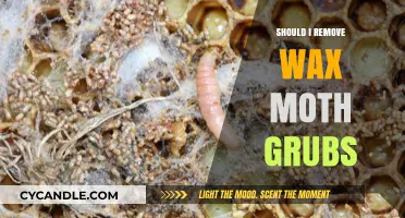 Should You Remove Wax Moth Grubs? Pros, Cons, and Best Practices