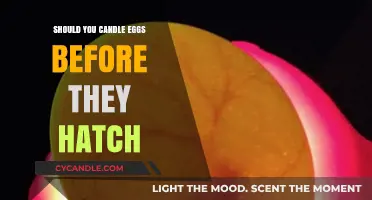 Candling Eggs: A Must-Do Before They Hatch?