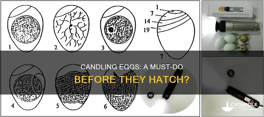 should you candle eggs before they hatch