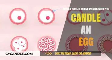 How to Candle an Egg: What Movement Should You See?