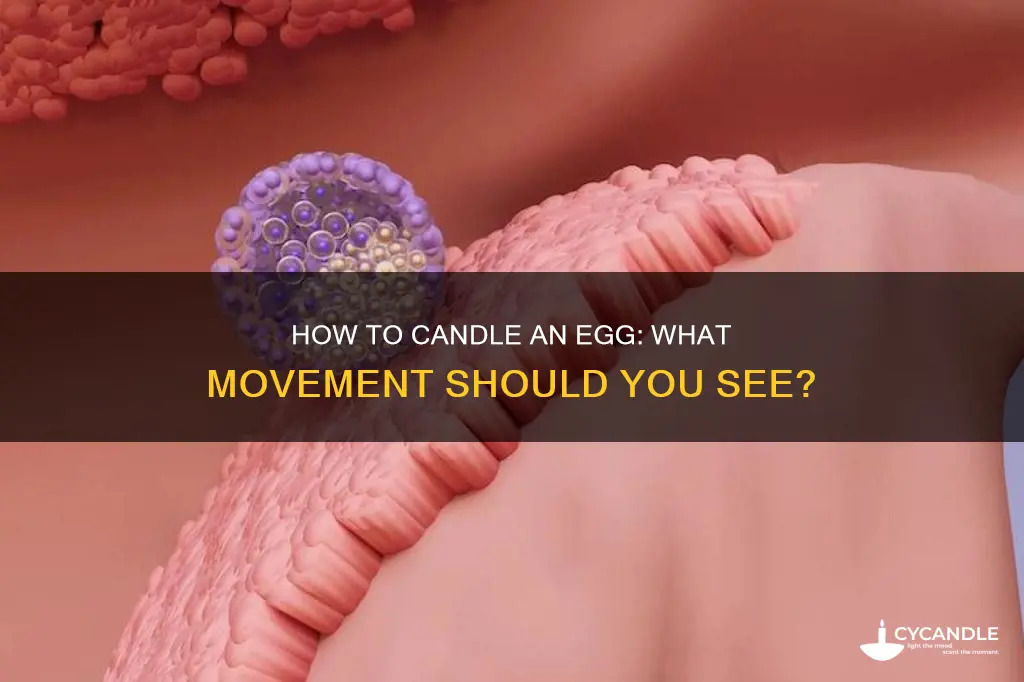 should you see things moving when you candle an egg
