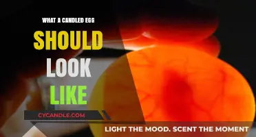 Candling Eggs: What's Normal and What's Not