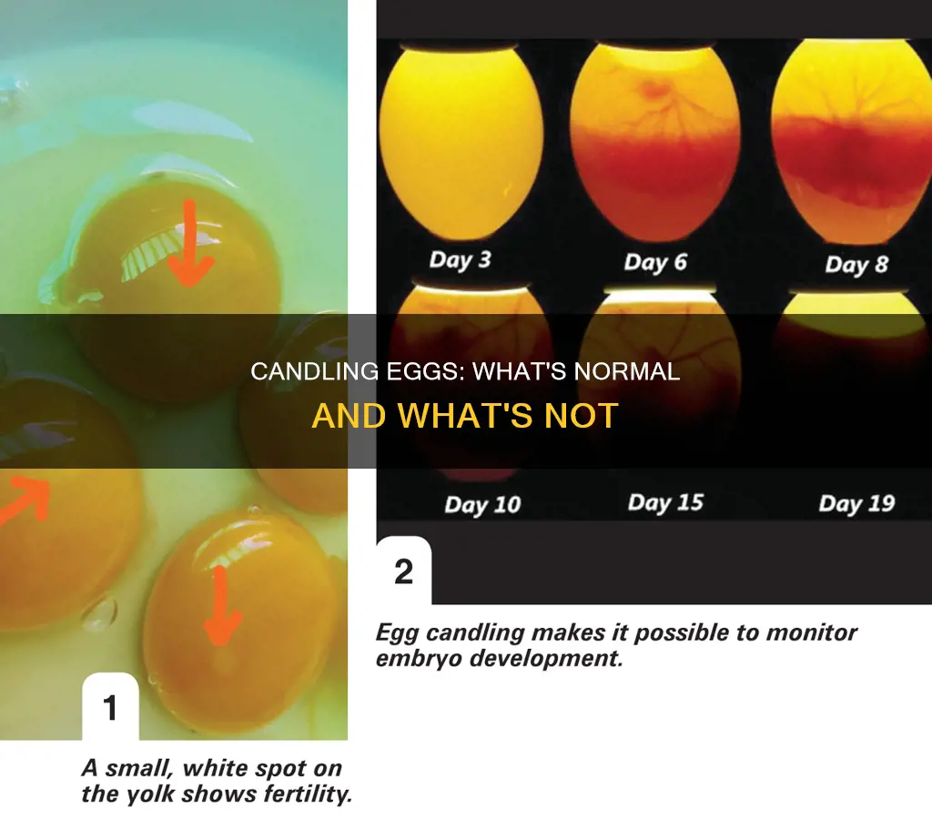 what a candled egg should look like