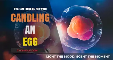 Candling Eggs: What to Look For?