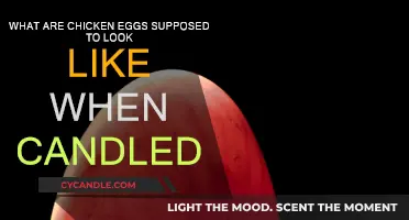 The Intriguing Art of Candling Chicken Eggs