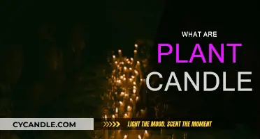 Explore the World of Plant Candles