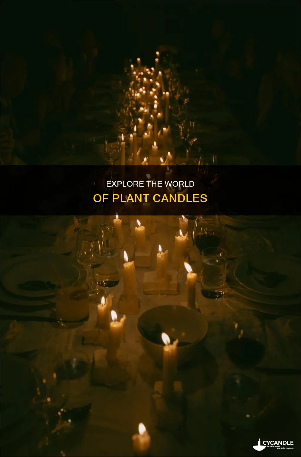what are plant candles
