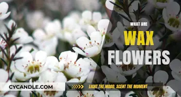 The Eternal Bloom: Exploring the Enchanting World of Wax Flowers
