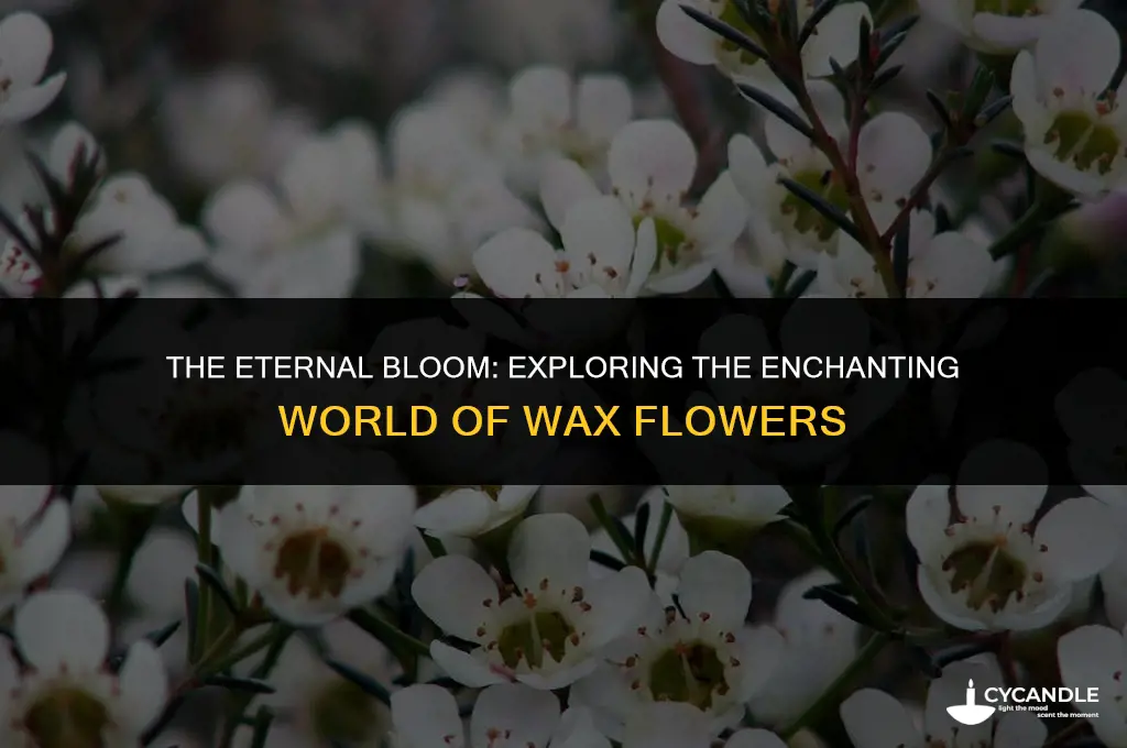 what are wax flowers