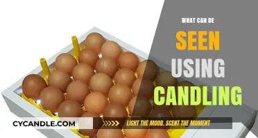 Candling Reveals: Insights into Eggs, Beehives, and Beyond