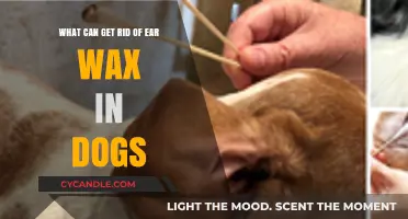 Effective Ways to Safely Remove Ear Wax in Dogs