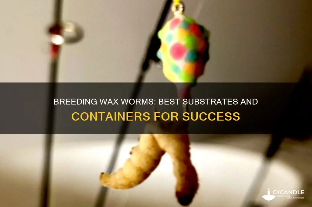 what can i breed wax worms in