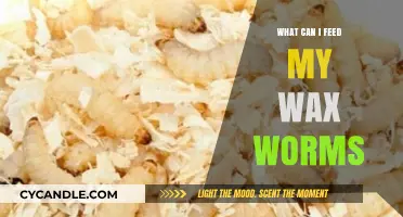 Best Foods to Feed Your Wax Worms for Optimal Health