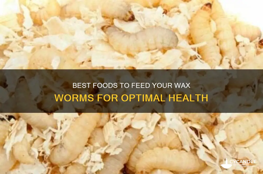 what can i feed my wax worms