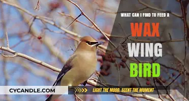 Feeding Waxwings: Discover the Best Foods to Attract These Stunning Birds