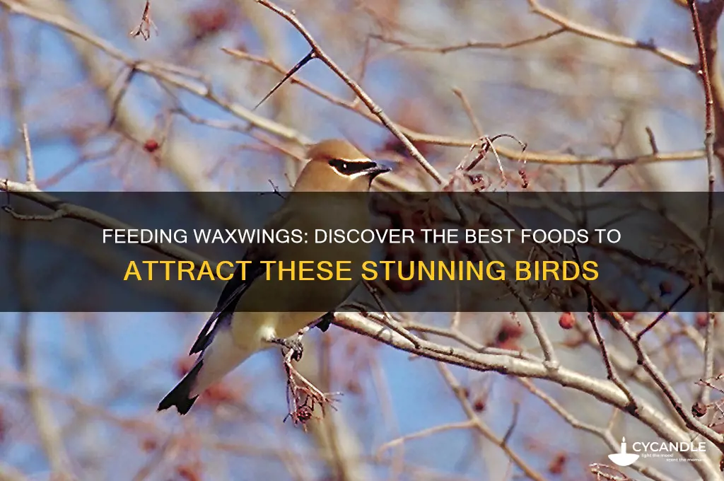 what can i find to feed a wax wing bird