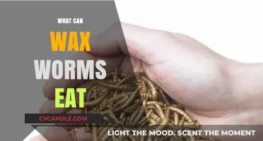 Exploring Wax Worms' Diet: What Can They Safely Consume?