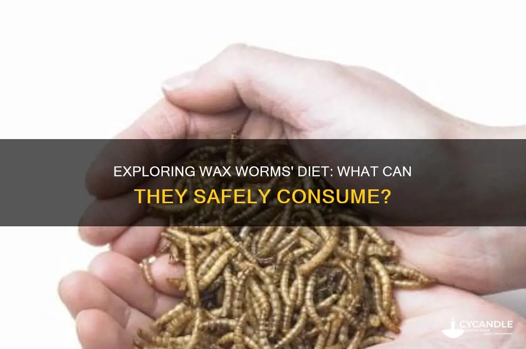 what can wax worms eat