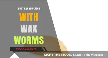 Wax Worms: Surprising Catches and Fishing Secrets Revealed