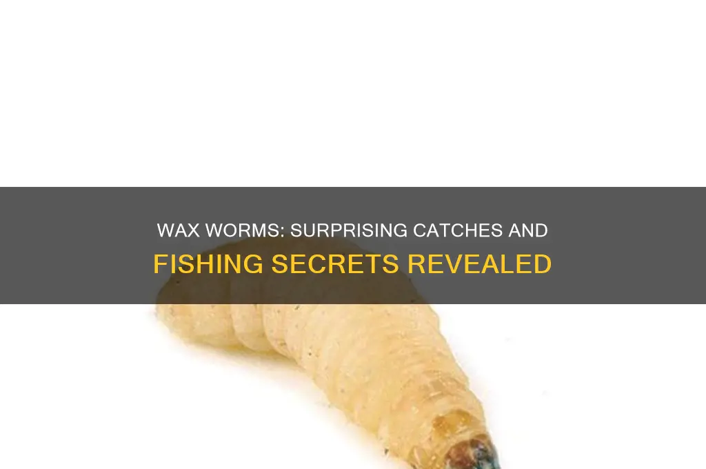 what can you catch with wax worms