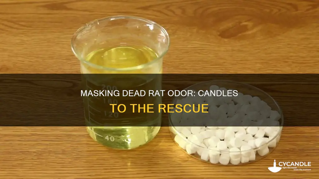 what candle mask dead rat smell