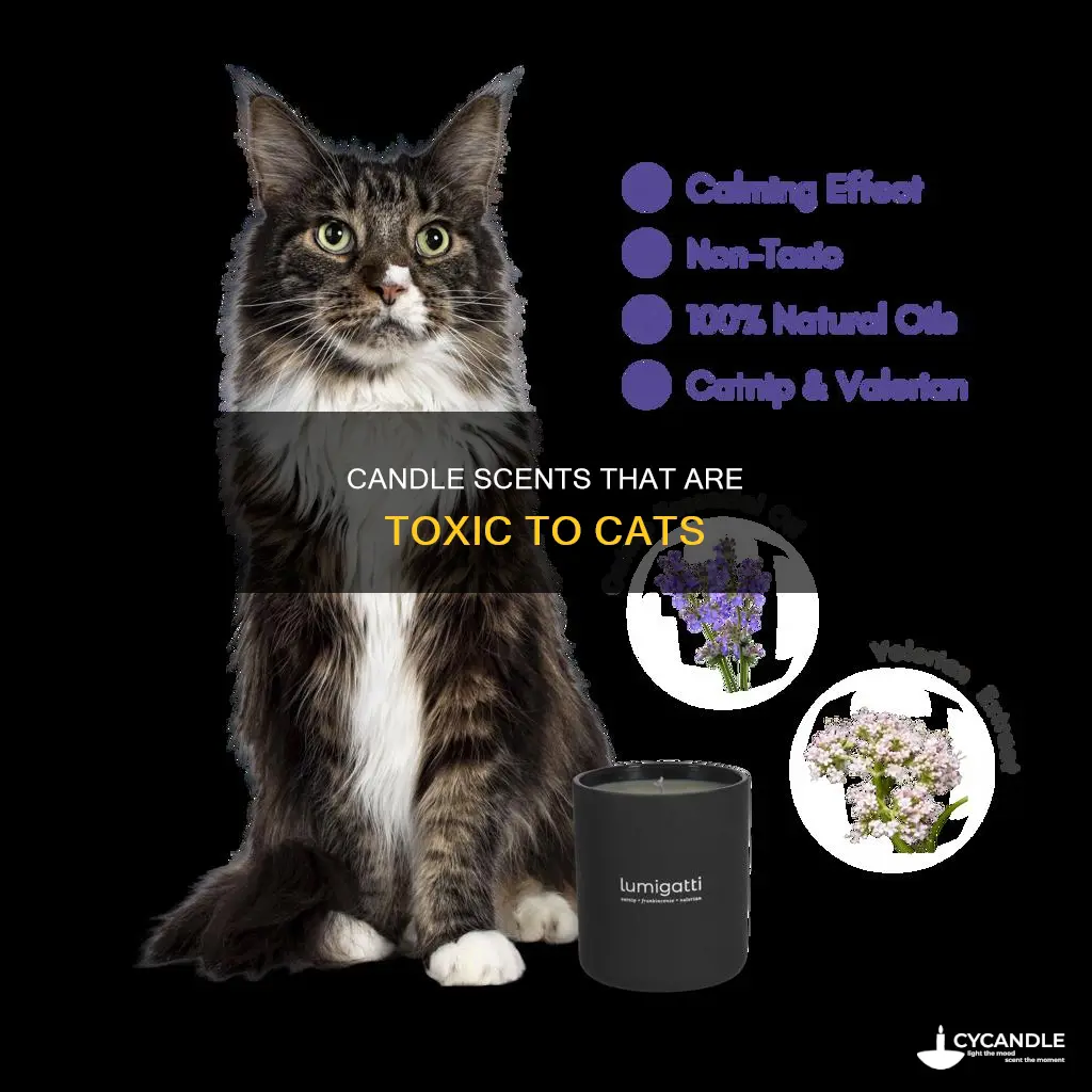 what candle smells are not good for cats