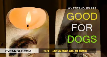 Candles for Canine Comfort: Aromas That Calm Dogs