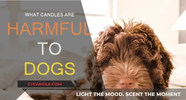 Candles Harmful to Dogs: What You Need to Know