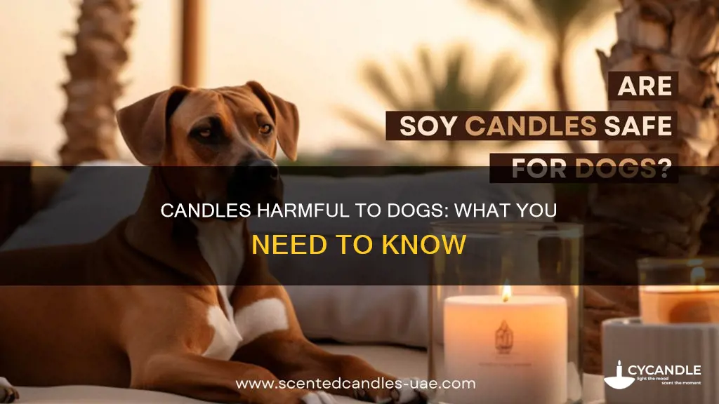 what candles are harmful to dogs