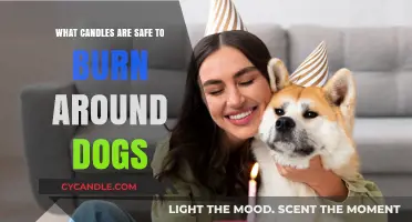 Pet-Friendly Candle Guide: Safe Scents for Dog Owners to Burn