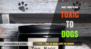 Candles Toxic to Dogs: What You Need to Know