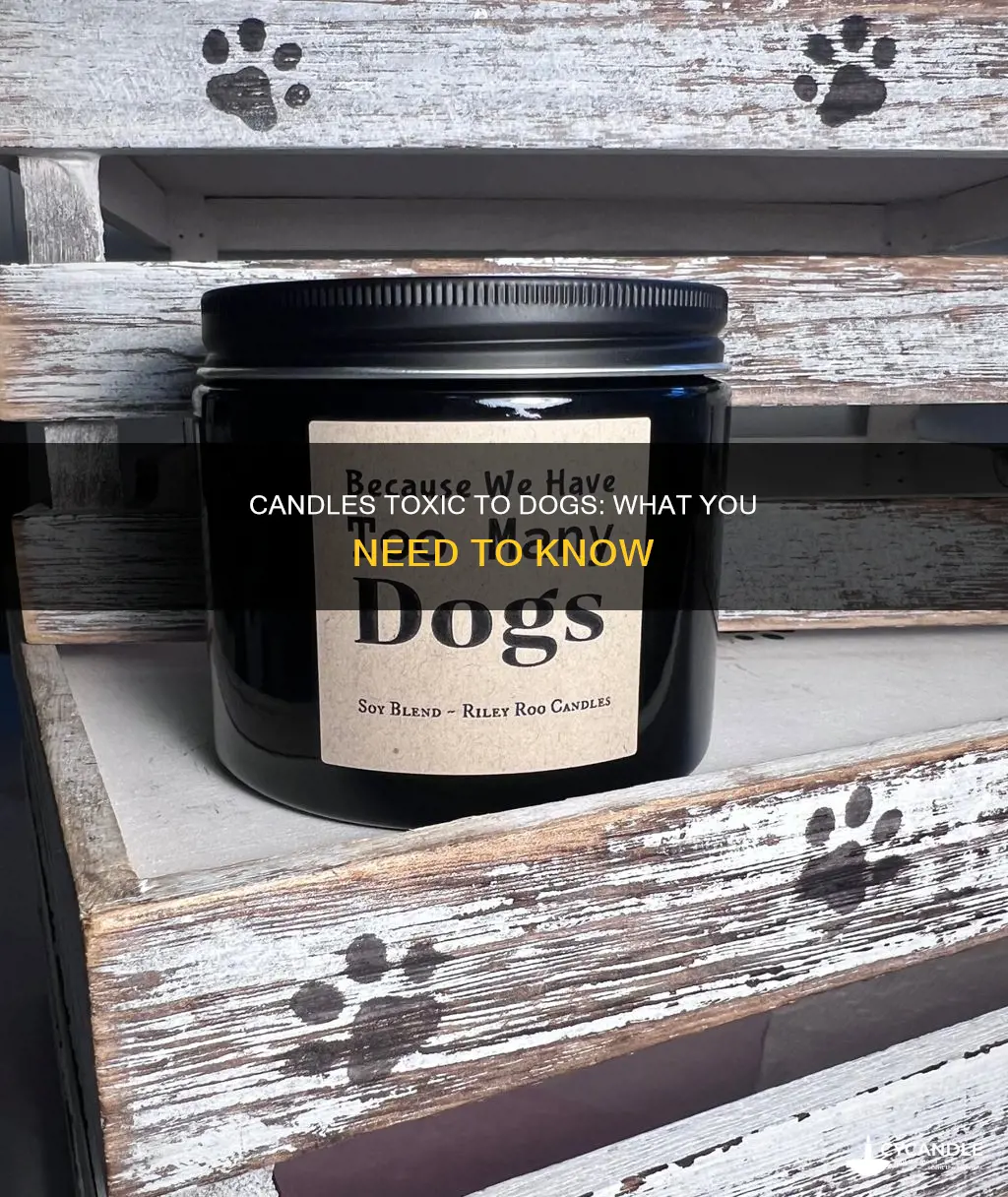 what candles are toxic to dogs