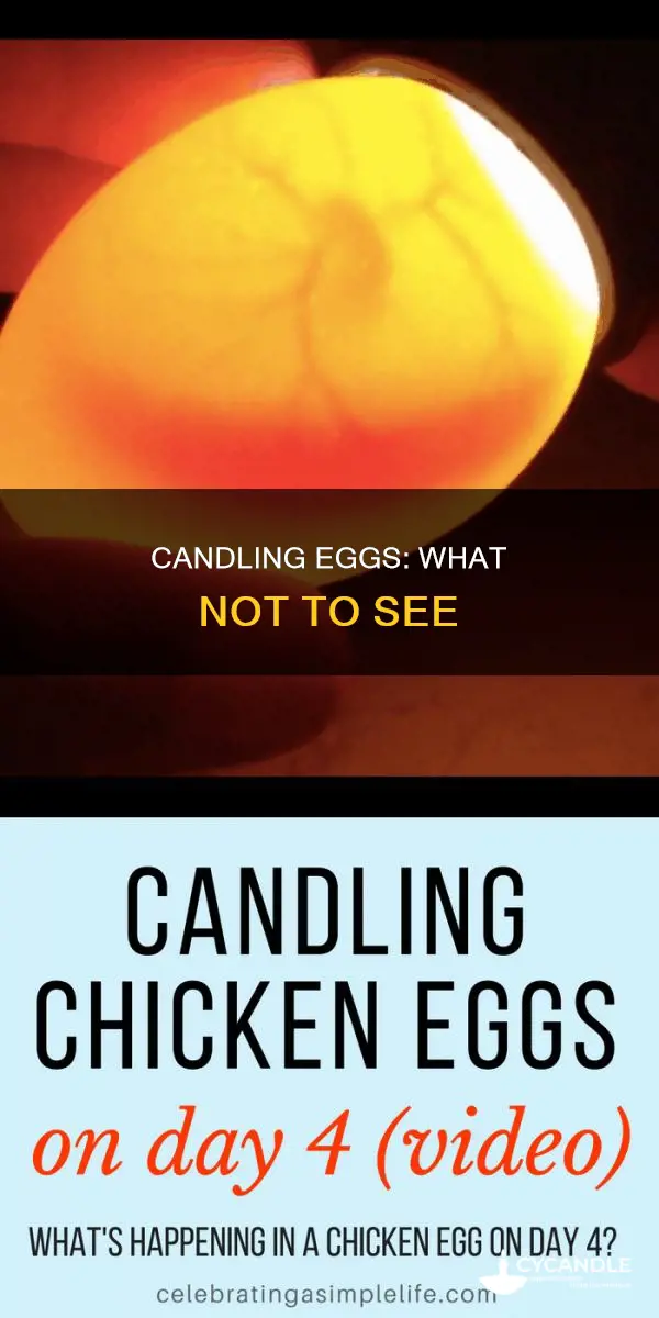 what candling chicken eggs should not look like
