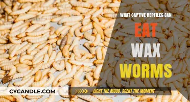 Wax Worms: A Tasty Treat for Captive Reptiles?