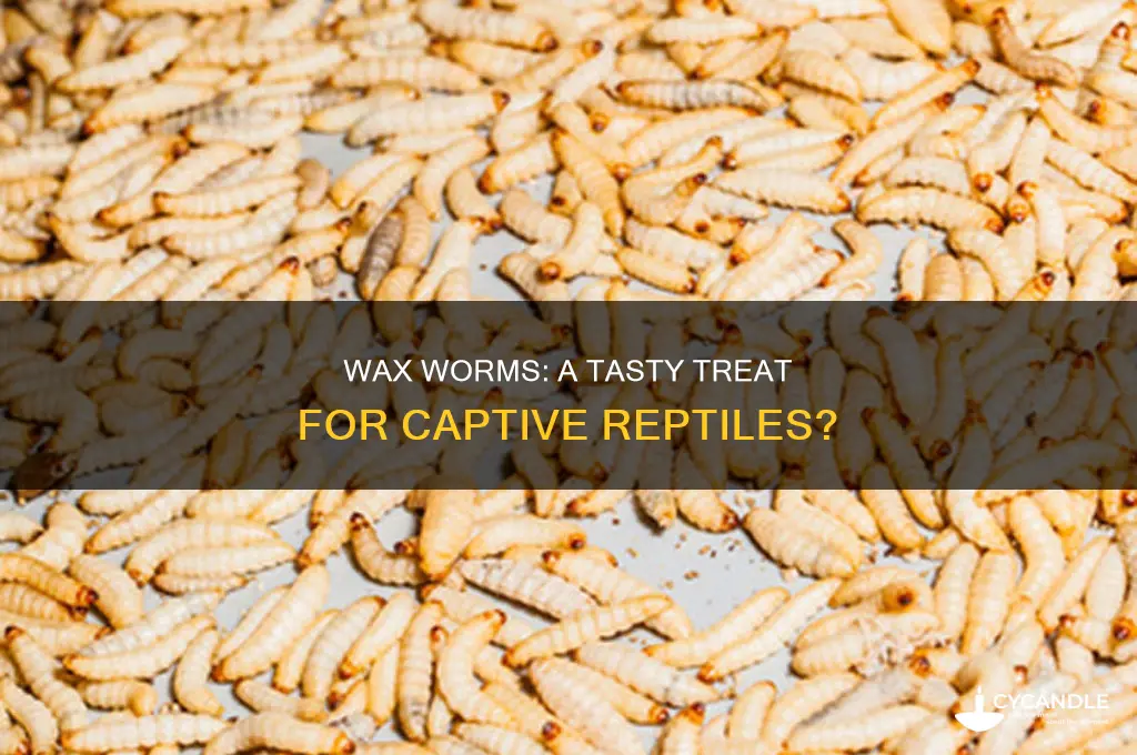 what captive reptiles can eat wax worms